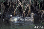 Garganey (Anas querquedula)