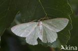 Large Emerald (Geometra papilionaria)