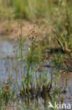 Zomprus (Juncus articulatus)