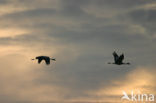 Zuidelijke kroonkraanvogel