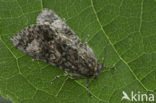 Knot Grass (Acronicta rumicis)