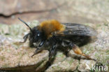 Zwart-rosse zandbij (Andrena clarkella)