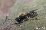 Zwart-rosse zandbij (Andrena clarkella)