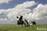 Mottled Cow (Bos domesticus)