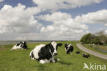 Mottled Cow (Bos domesticus)