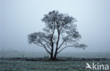 Zwarte els (Alnus glutinosa)