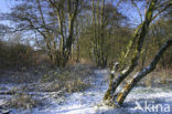 black alder (Alnus glutinosa)