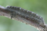 Zwarte herfstspinner (Poecilocampa populi)