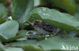 Zwarte Stern (Chlidonias niger) 