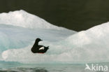 Black Guillemot