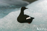 Black Guillemot