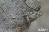 Zwartkamdwergspanner (Gymnoscelis rufifasciata)