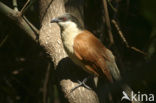 Zwartnekspoorkoekoek (Centropus senegalensis)