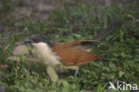 Zwartnekspoorkoekoek (Centropus senegalensis)