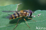 Zwartsprietbandzwever (Epistrophe grossulariae)