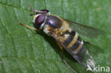 Epistrophe grossulariae