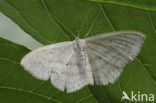 Zwartstipspanner (Scopula nigropunctata)