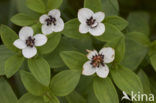 Zweedse kornoelje (Cornus suecica) 