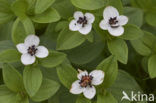 Dwarf Cornel (Cornus suecica)