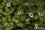 Dwarf Cornel (Cornus suecica)