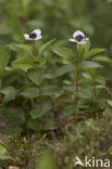 Dwarf Cornel (Cornus suecica)