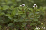 Dwarf Cornel (Cornus suecica)