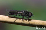Fly (Neocnemodon pubescens)