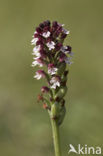 Burnt Orchid (Neotinea ustulata)