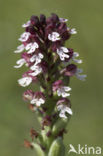 Burnt Orchid (Neotinea ustulata)