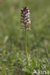 Burnt Orchid (Neotinea ustulata)
