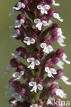 Aangebrande orchis (Neotinea ustulata) 