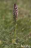 Burnt Orchid (Neotinea ustulata)