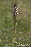 Aangebrande orchis (Neotinea ustulata) 