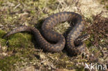 Common Viper (Vipera berus)