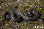 Common Viper (Vipera berus)