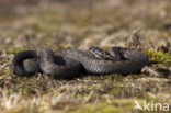 Common Viper (Vipera berus)