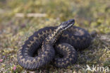 Common Viper (Vipera berus)