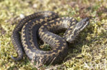 Common Viper (Vipera berus)