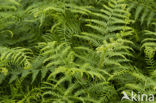 Western brackenfern (Pteridium aquilinum)
