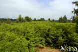 Western brackenfern (Pteridium aquilinum)