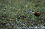 Afrikaanse Jacana