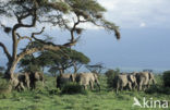 Afrikaanse olifant (Loxodonta africana) 