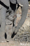 Afrikaanse olifant (Loxodonta africana) 