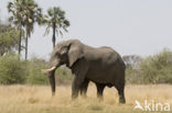 Afrikaanse olifant (Loxodonta africana) 