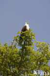 Afrikaanse Zeearend (Haliaeetus vocifer)