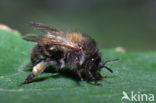 Akkerhommel (Bombus pascuorum)