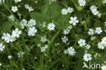 Akkerhoornbloem (Cerastium arvense)