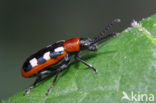 asparagus beetle (Crioceris asparagi)
