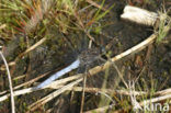 Keeled Skimmer (Orthetrum coerulescens)