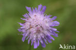 Field Scabious (Knautia arvensis)